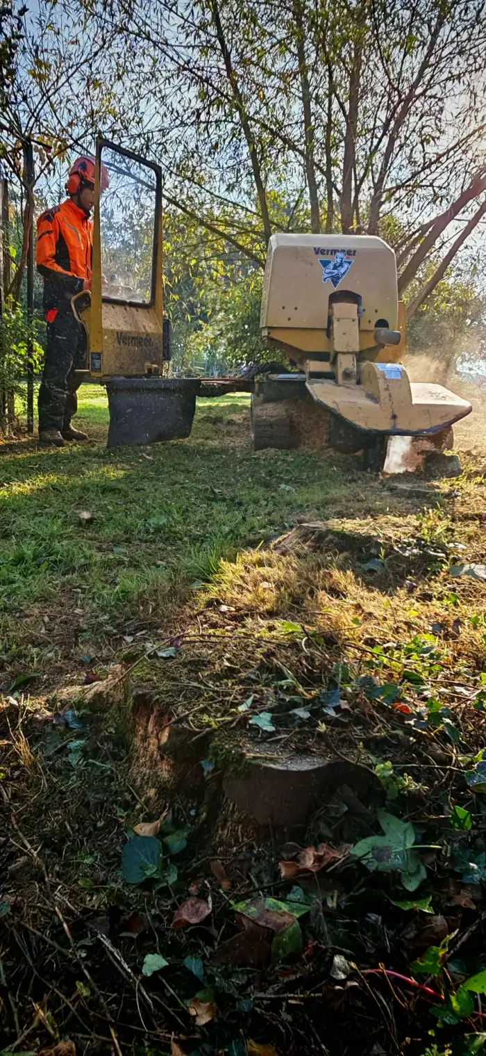 Le rognage de la bordure, souche après souche