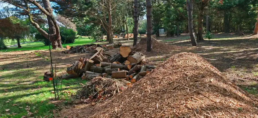 Le tas de copeaux laissé en paillage dans un parc, après un chantier