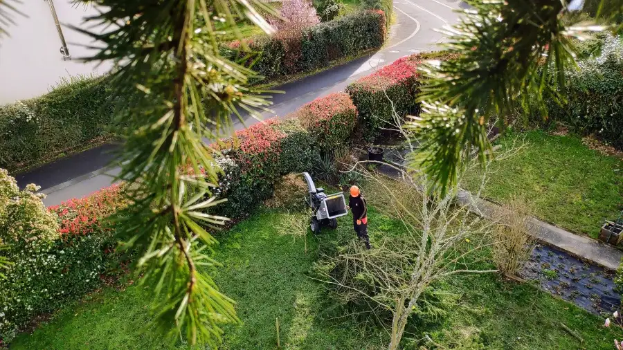 Le broyage des branches vu depuis l'arbre, sur un chantier d'élagage en Sarthe