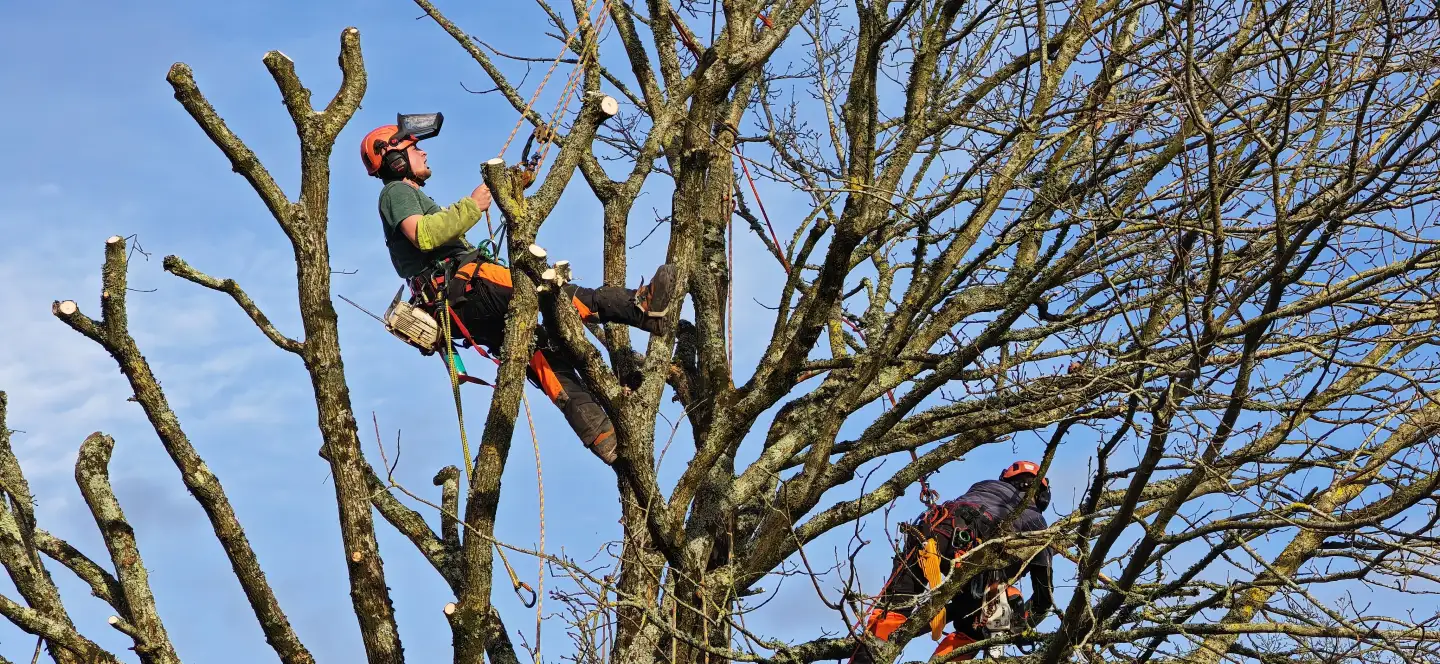 Le chêne d'Étival-lès-le-Mans démonté en grimpe, au-dessus de la clôture et de l'abri du voisin