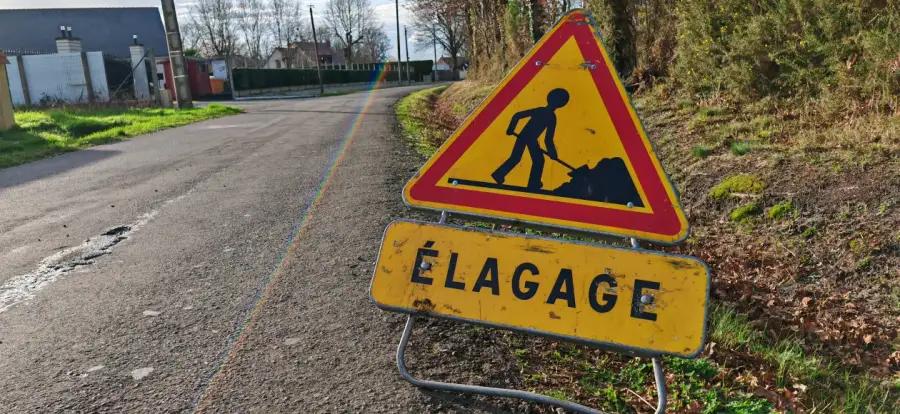 Taille de resserrage et de nettoyage de quatre chênes en surplomb de route communale, en pure grimpe