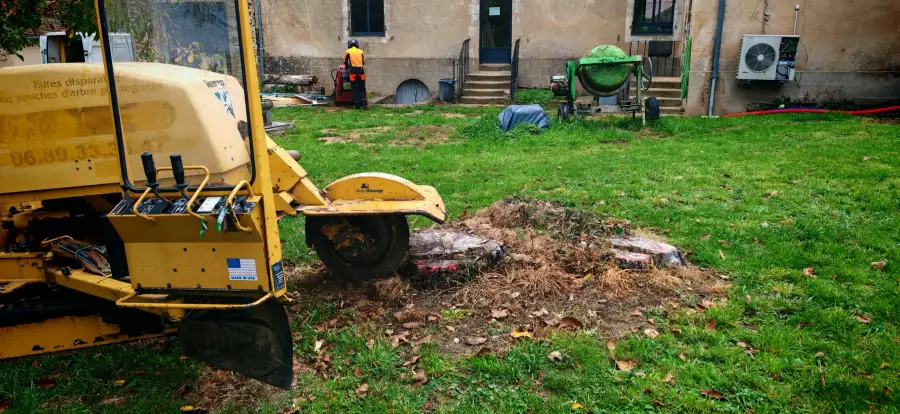 La grosse rogneuse au travail dans la cour, devant les souches marquées à la peinture, à La Bazoge