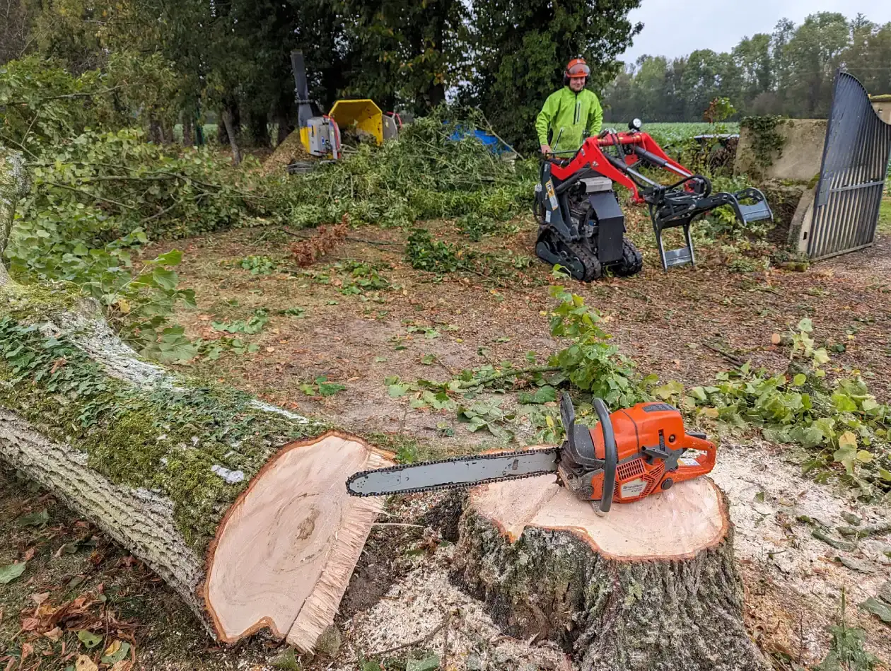 L'arbre au sol après un abattage sur charnière directionnelle, à Saint-Aubin-des-Coudrais