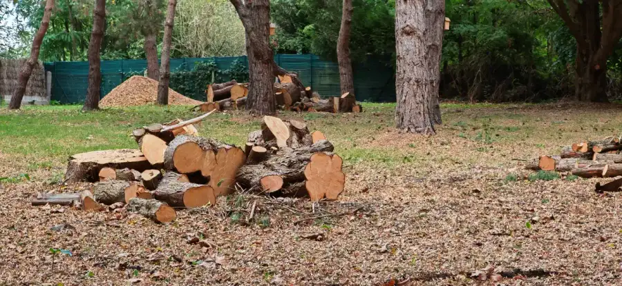 Trois jours de sécurisation d'un parc familial : thuyas en descente de cime, élagage, démontage, abattage, bois billonné en bois de chauffe