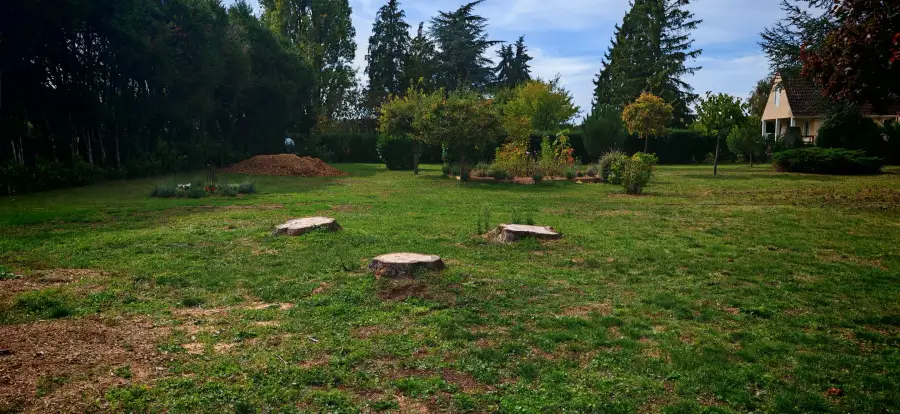 Les grosses souches au milieu de la pelouse, avant le rognage, à La Chapelle-aux-Choux