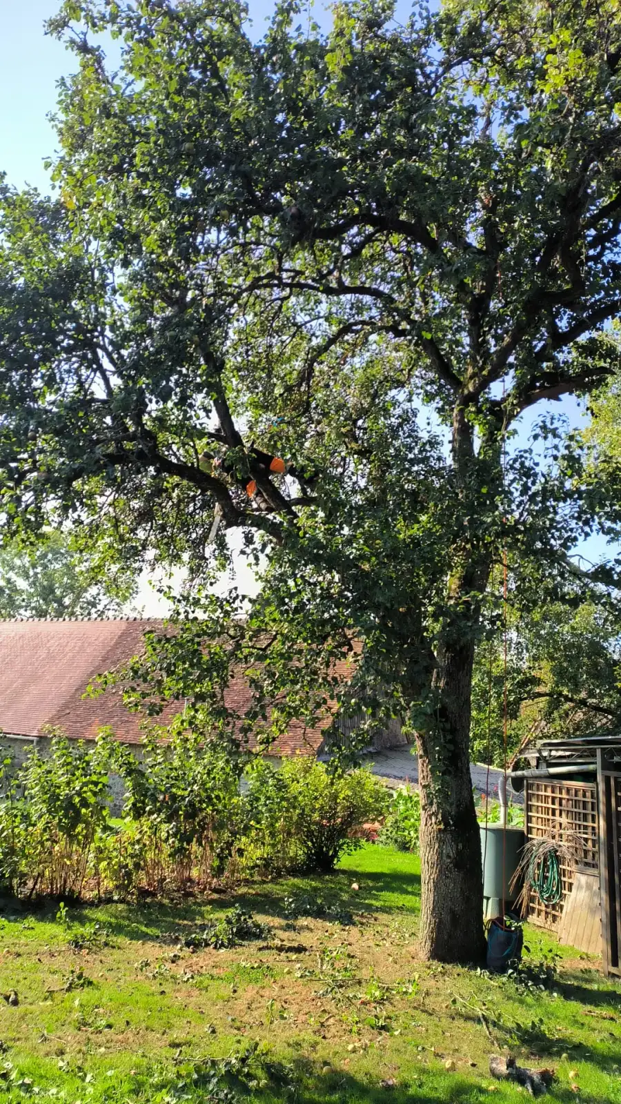 Un élagueur en pleine taille en vert, dans le houppier encore feuillu d'un arbre en Sarthe