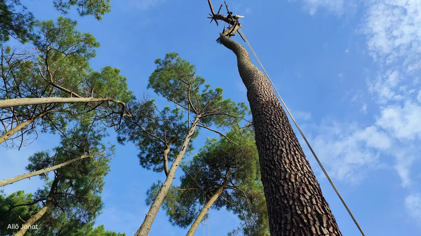Contre-plongée sur un grand pin éhoupé, câble de traction tendu depuis la cime, pins voisins et ciel bleu
