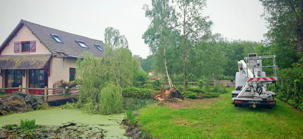 Le saule couché au-dessus de l'étang, en direction de la maison, à Ruaudin
