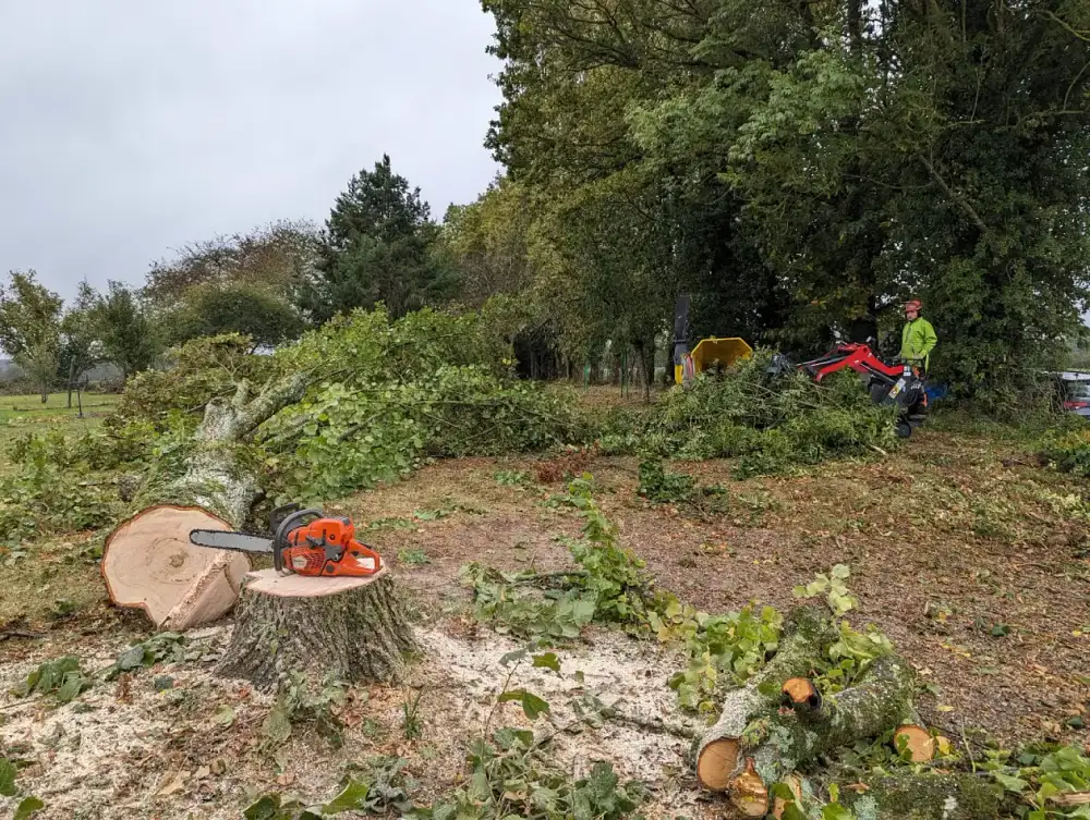La souche du tilleul, avant rognage
