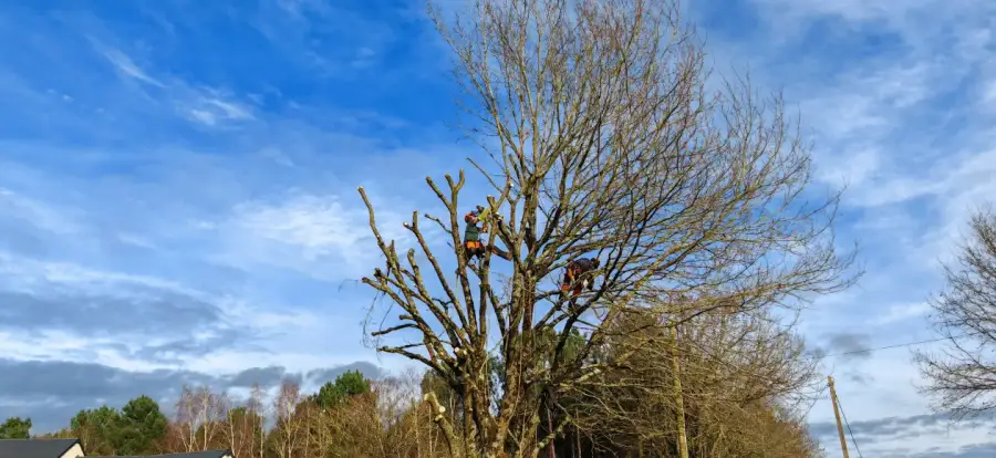 Deux élagueurs au travail dans le houppier d'un grand arbre : la solution en action