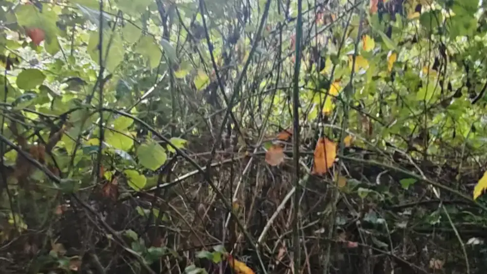 Regardez : le roncier avant, le terrain après