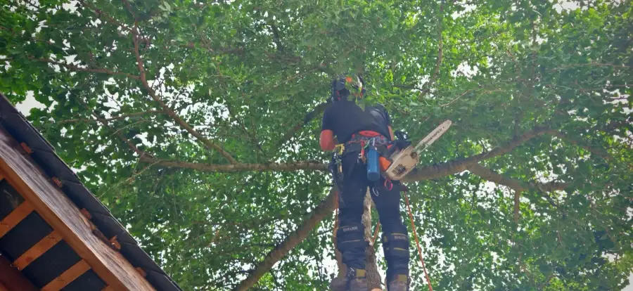 Démontage de sécurité d'un ginkgo (arbre aux quarante écus) coincé entre deux propriétés rue du Pavé, centre-ville en travaux, milieu restreint et contraint ; matériel porté à la main, vent en tirant, bois rendu au client